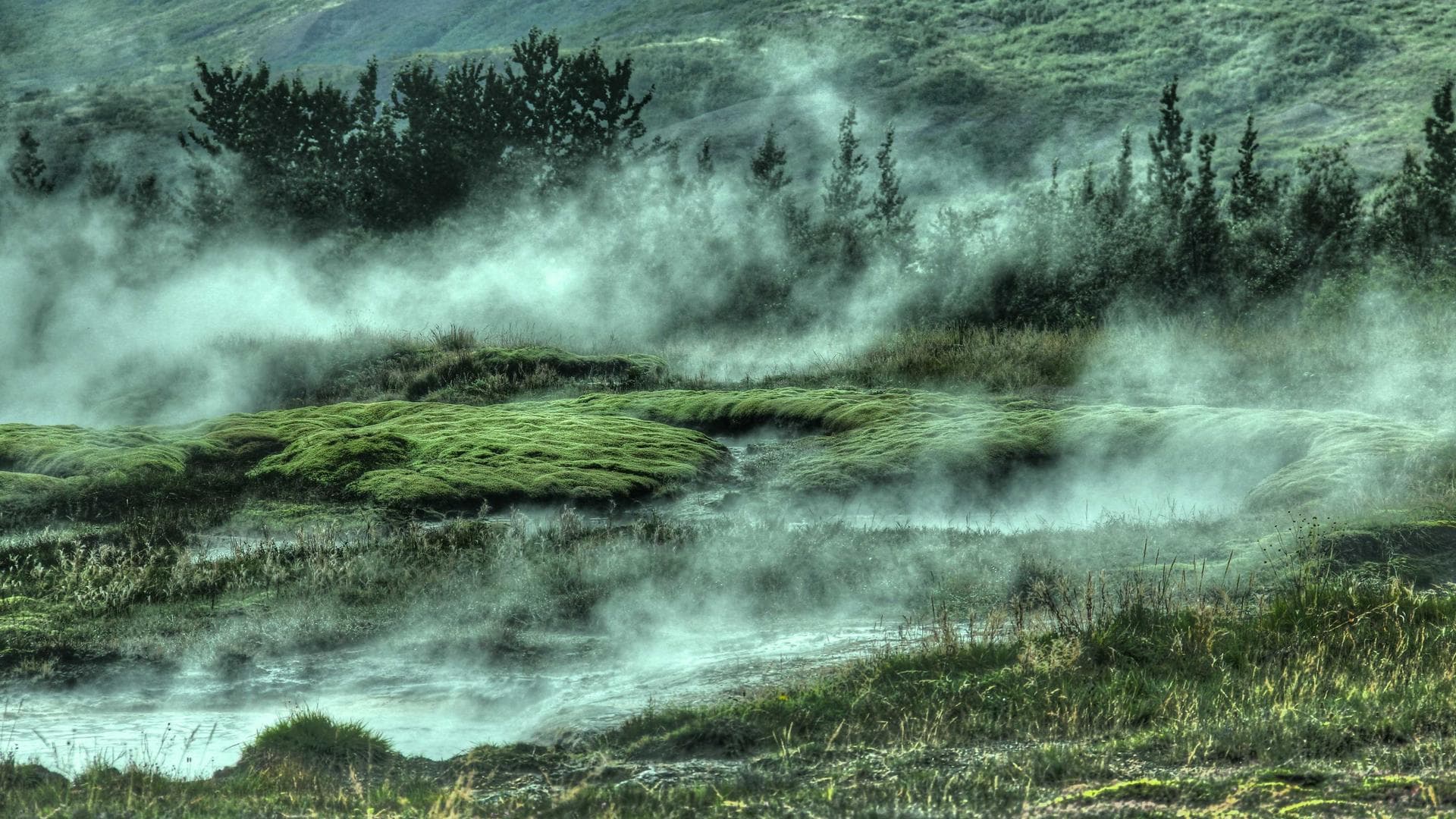גינה ירוקה מרהיבה
